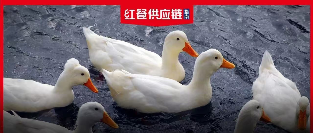 别只盯着猪价，鸭肉跌得更惨