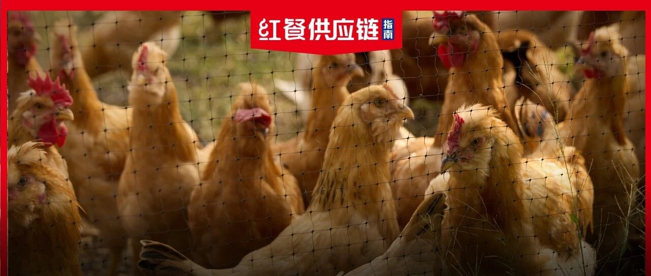 鸡在上游称王，鸭在下游封神：同一个赛道，两种命
