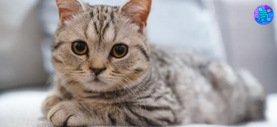 增收不增利，“寵物食品一哥”乖寶寵物燒錢也跑不動(dòng)了？