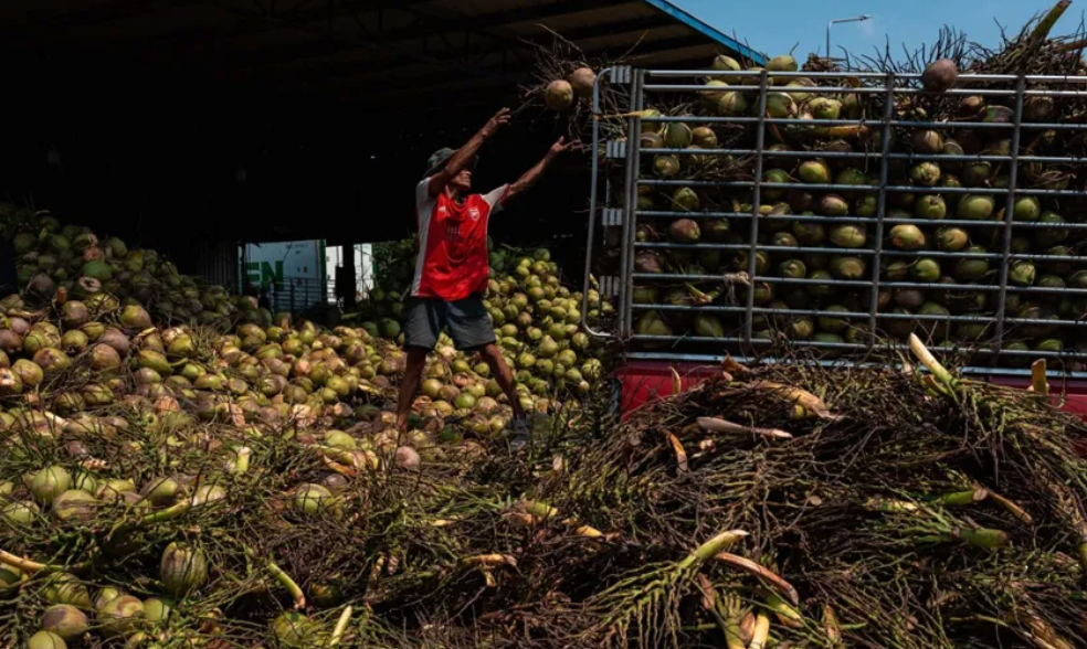 海外市场假椰子水重创泰国椰子产业，泰政府启动专项整治
