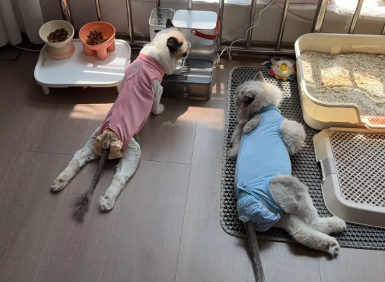 超5000只猫咪疑似因伯纳天纯猫粮致瘫痪，“伯纳瘫”成宠物圈热议事件